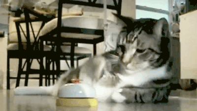 Поговорим о Кошках 24