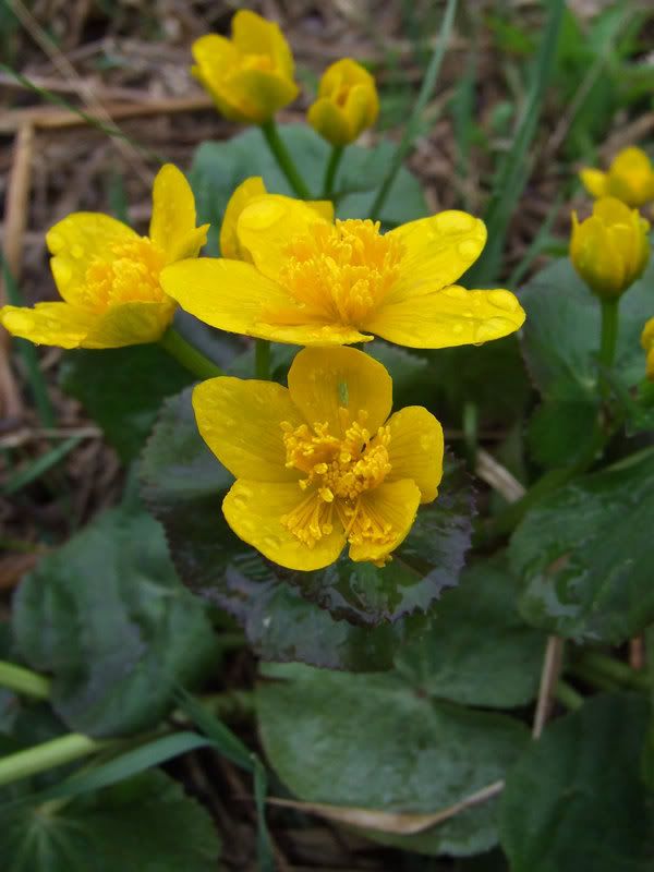 Marsh Marigold Pictures, Images and Photos