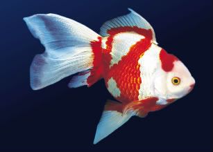 Zebra Goldfish