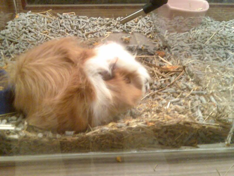 Photobucket - Video and Image Hosting