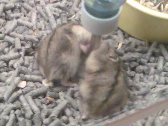 Photobucket - Video and Image Hosting