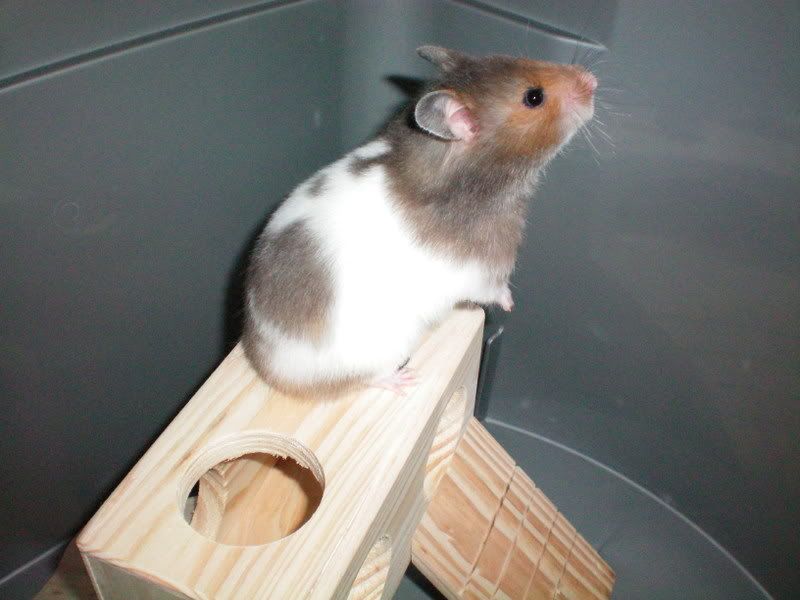 Billede
