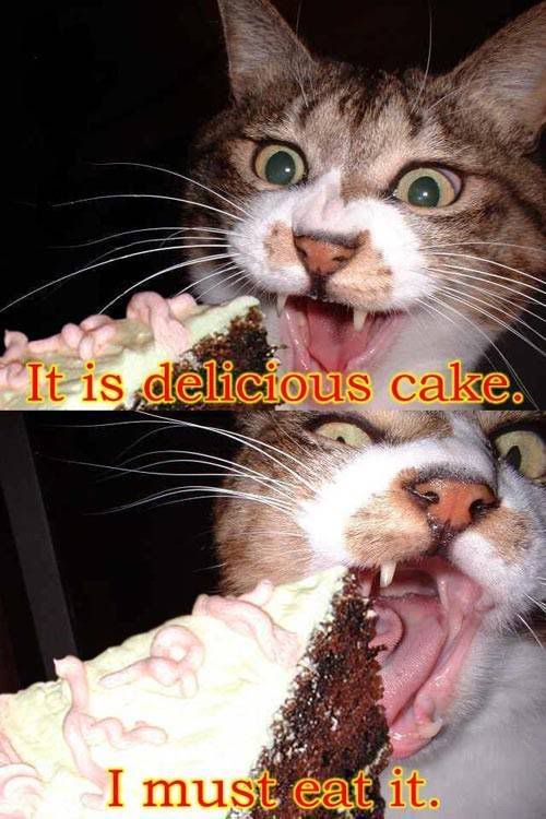delicious_cake_cat.jpg