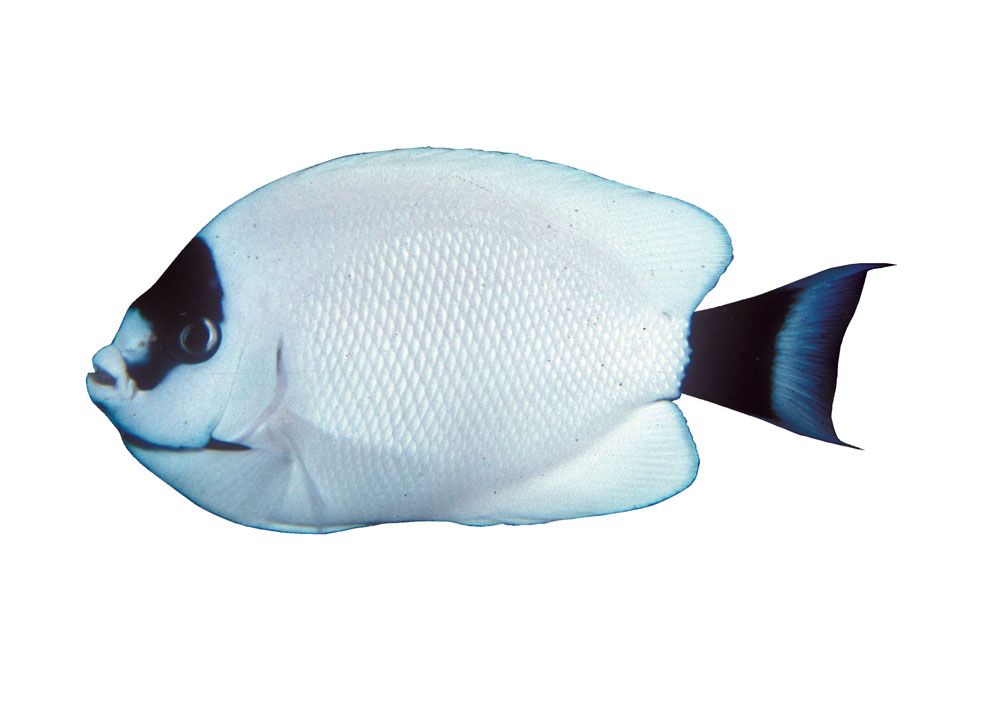 MaskedAngelfish_Female_zpsb94c563e.jpg