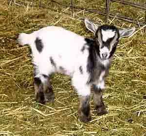 pygmy_goat.jpg