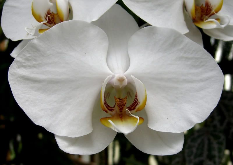 orchidbig
