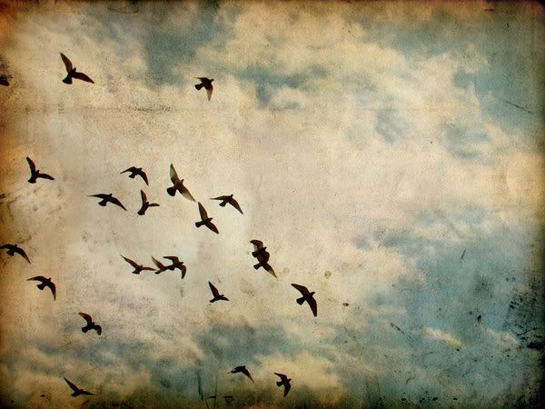 freedom.jpg free image by katiekolb freedom.jpg free image by katiekolb