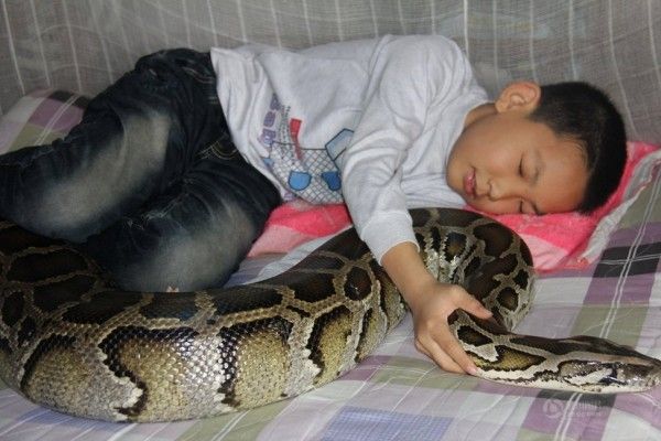 13-year-old-boy-live-together-with-python-for-13-Years-03-600x400.jpg