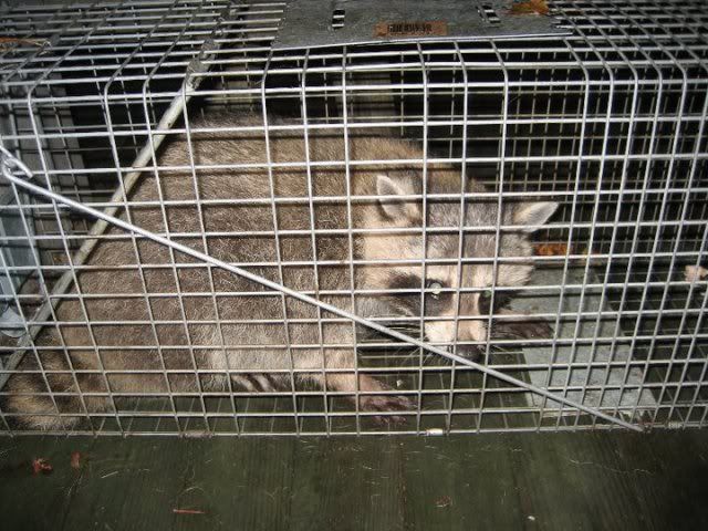 raccoon.jpg