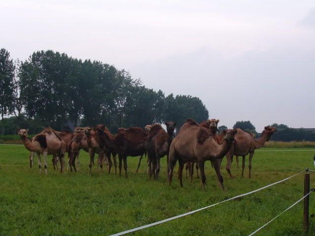 VanSannekes022.jpg kamelen boerderij picture by louisa_016