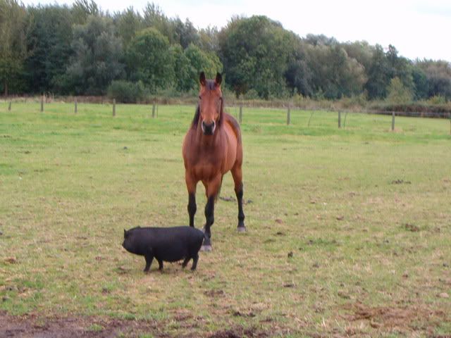 sleufverwarmingenpaardenhangbuikvar.jpg een zwart hangbuikvarken zoekt steeds het gezelschap en het eten van de paarden op picture by louisa_016
