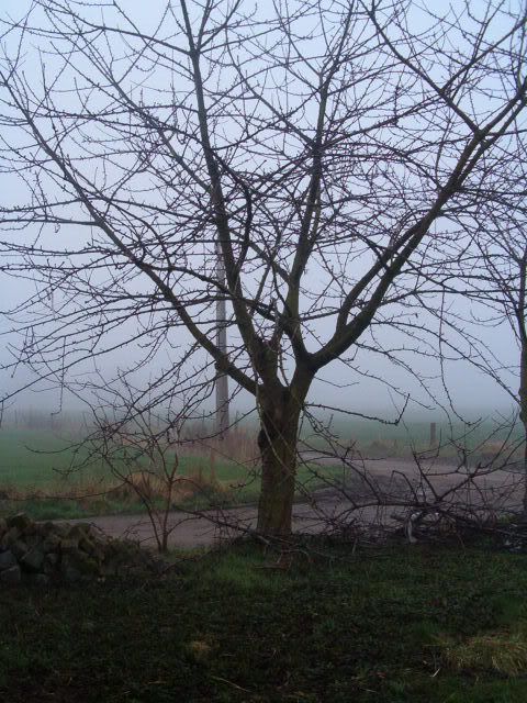mist 4/02/2007