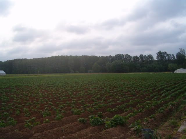 aardappelveld thuis 2007