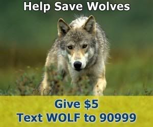  photo HelpSaveWolves.jpg