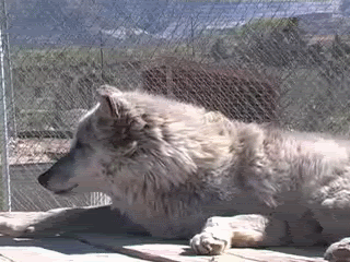  photo Wolfhowling.gif