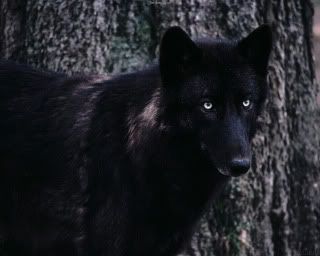  photo wolfdark.jpg