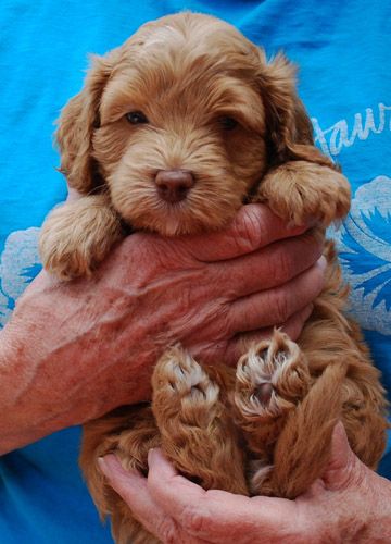 Maggie Oliver caramel puppy