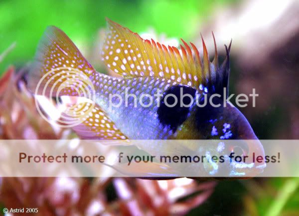 《余文养鱼》· 五彩缤纷 荷兰凤凰鱼