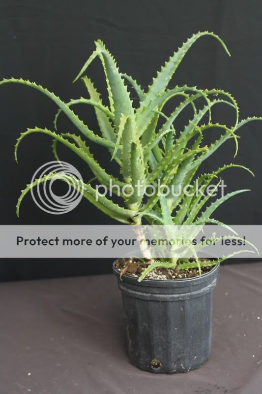   Tropical Succulent Plant Medicinal like Vera (1gal Plant) USA  