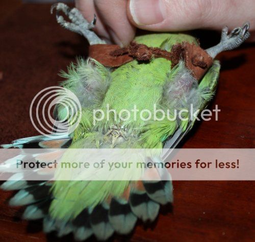 Splayed Legged Lovebird Aussie | Avian Avenue Parrot Forum