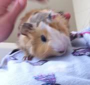 piggie.jpg