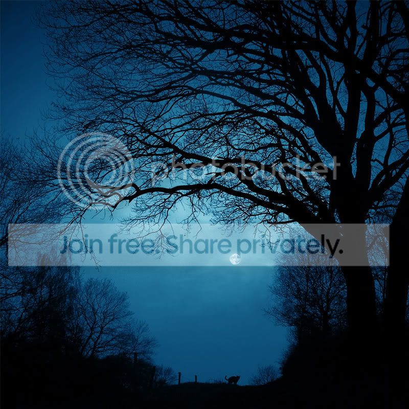 Dark Woods Pictures, Images and Photos