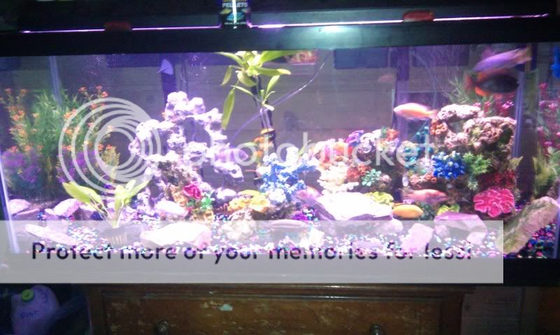 Bottom Feeders | Cichlid Fish Forum