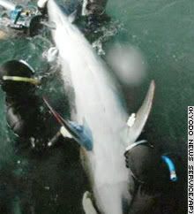 Delfin