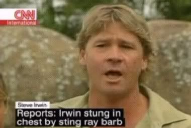 Muere Steve Irwin Informe Por CNN (VIDEOS) Muere Steve Irwin Informe Por CNN (VIDEOS)
